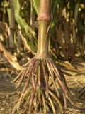 Prop Roots of Corn  Zea Mays