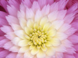 Close Up of a Dahlia Hybrid Flower  Gay Princess Variety