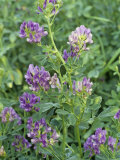Alfalfa in Bloom  Medicago Sativa  North America