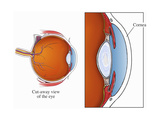 Biomedical Illustration of the Human Eye  Showing Details of the Cornea  Iris  and Lens