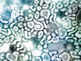 Avian Flu  H5N1  Tem