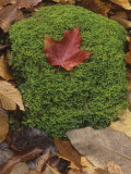Mossy Rock on the Forest Floor with a Fall Sugar Maple Leaf on Top  North America