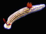 Nudibranch
