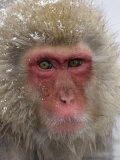 Snow Monkey (Macaca Fuscata)  Jigokudani Reserve  Japanese Alps Hot Springs  Japan