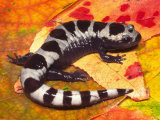 Marbled Salamander (Ambystoma Opacum)  Eastern North America