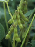 Soybeans on the Plant