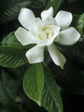 Gardenia or Cape Jasmine Flower (Gardenia Jasminoides)