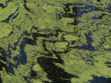 Duckweed (Lemna Minor) on a Pond Surface  North America