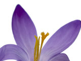 Crocus Flower Parts