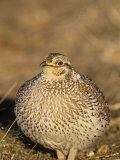 Sharp-Tailed Grouse (Tympanuchus Phasianellus) on the Nebraska Tallgrass Prairie  USA