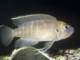 Snail Dweller Cichlid (Lamprologus Brevis) Nests in Empty Snail Shells  Lake Tanganyika  Africa
