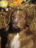 Nova Scotia Duck Tolling Retriever Variety of Domestic Dog