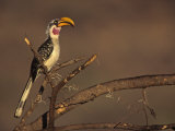Yellow-Billed Hornbill  Tockus Flavirostris  Samburu  Kenya  Africa