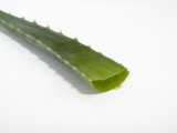 Close Up of Aloe Vera Plant