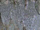 Pencil Script Crustose Lichens  Graphis Scripta  North America