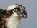 Osprey Head  Pandion Haliaetus  North America