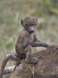 Bably Olive Baboon Riding on Mothers Back  Papio Anubis  Lake Nakuru National Park  Kenya