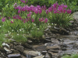 Parry Primrose  Primula Parryi  Rocky Mountains  North America
