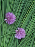 Chive Stems and Flowers (Allium Schoenoprasum)
