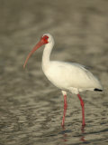 White Ibis  Eudocimus Albus  Southern USA