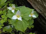 Pacific Trillium (Trillium Ovatum)  Oregon  USA