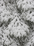 European Silver Fir  Abies Alba  Covered in Snow  Bavarian Forest National Park  Germany  Europe