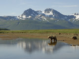 Brown Bear with Cub (Ursus Arctos) Crossing Creek  Alaska