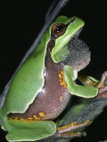Male Pine Barrens Treefrog  Hyla Andersoni  Calling or Singing