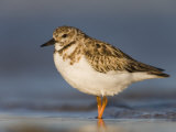 Ruddy Turnstone in Winter Plumage  Arenaria Interpres  Fort Desoto Park  Florida  USA