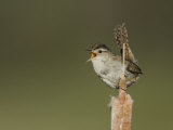Marsh Wren  Cistothorus Palustris  Singing on a Cattail  Typha  North America