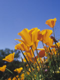 California Poppies  Eschscholzia Californica  the State Flower of California  USA