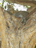 African Leopard in a Tree  Panthera Pardus  Masai Mara Game Reserve  Kenya  Africa
