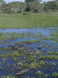Yacare Caimans in the Pantanal  Caiman Crocodilus   South America