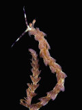 Nudibranch (Pteraeolidia Ianthina)  Australia