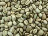 Dry Arabica Coffee Beans after Pulping and Drying  Kenya  Africa