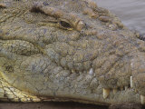Close-Up of a Nile Crocodile Head  Crocodylus Niloticus  Kenya