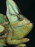 Veiled Chameleon  Chameleo Calaptractus  Yemen