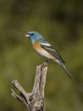 Lazuli Bunting Male (Passerina Amoena) on a Snag  Arizona  USA