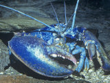 American Lobster Blue Color Phase (Homarus Americanus) Atlantic Coast  USA