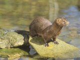 Mink on Shore Rocks (Mustela Vision)  Mustelidae USA