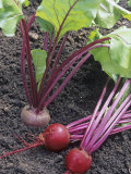 Beets  Early Wonder Tall Top Variety