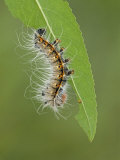Saturnid Moth Third Instar Caterpillar Eating a Leaf (Neoris Huttoni)