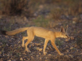 Kit Fox (Vulpes Macrotis)  Southwestern USA
