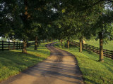 Tree-Lined Winding Road and Fences at First Light Between Pastures  Kentucky  USA