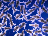 Brine Shrimp (Artemia Salina)