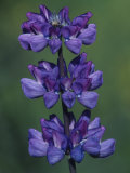 Broad-Leaved Lupine Flowers  Lupinus Latifolius  California  USA