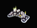 Nudibranch