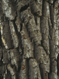 Bark of the Black Cottonwood Tree (Populus Balsamifera)  Western USA