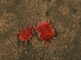 Red Velvet Mites (Trombidium)  Texas