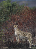 Cheetah on the Hunt  Actinonyx Jubatus  Masai Mara  Kenya  Africa